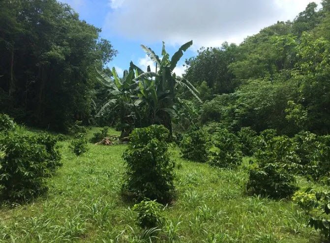 Hamamoto Gardens / Tropical Fruit World, United States